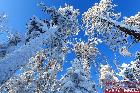 雪树银花